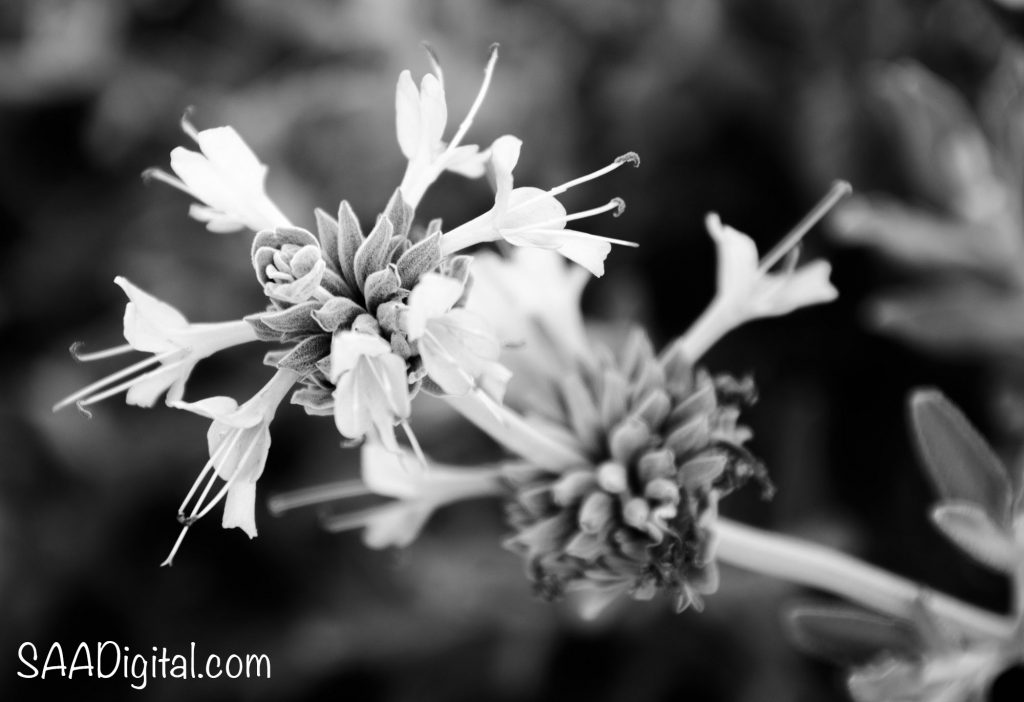 Black and White shot of a blooming flower
