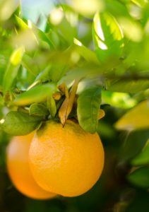 Our orange tree is in bloom!