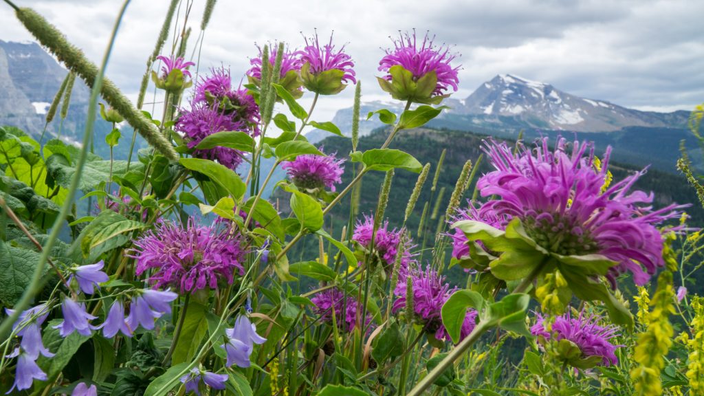 A view from along the Going To The Sun road