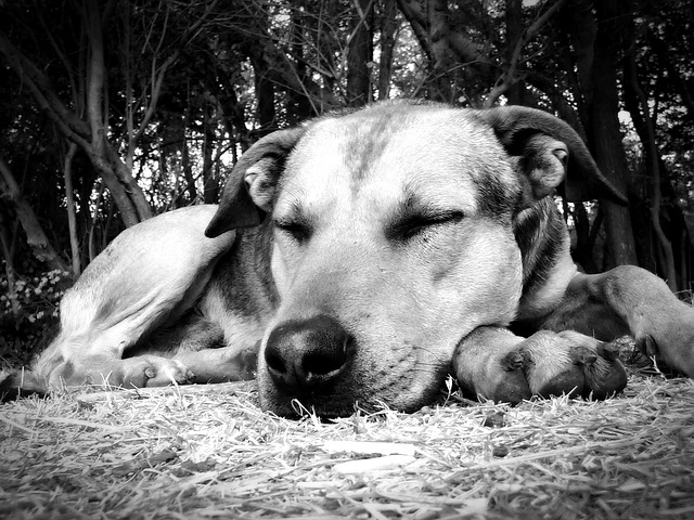 Sleeping dog