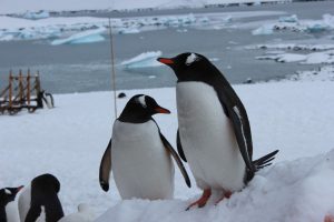 Penguins in Antarctica