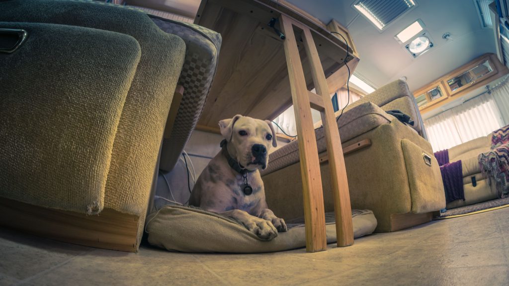 Penny's safe area under the nook table (and my office desk)