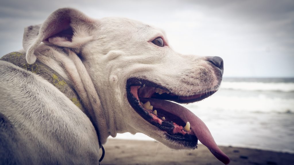 Our dog Penny chillin' on the beach.