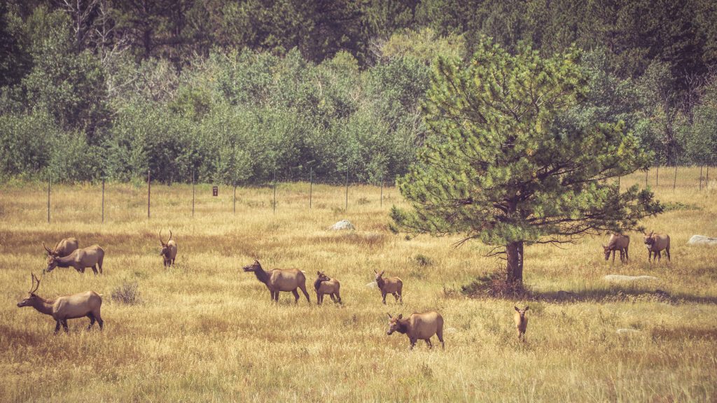 Elk in Rocky Mountain National Park