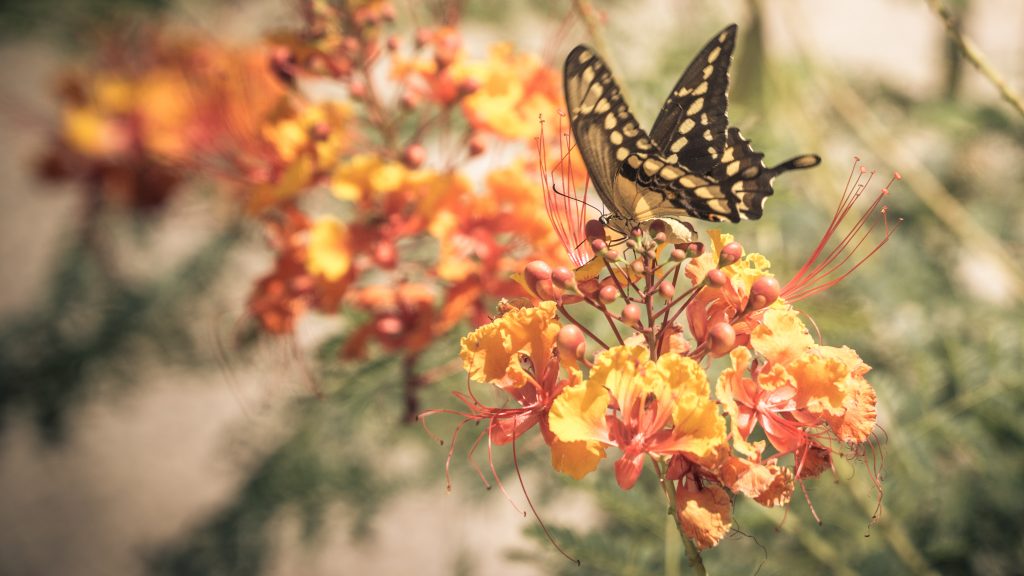 Butterfly on a flower outside of our Airstream