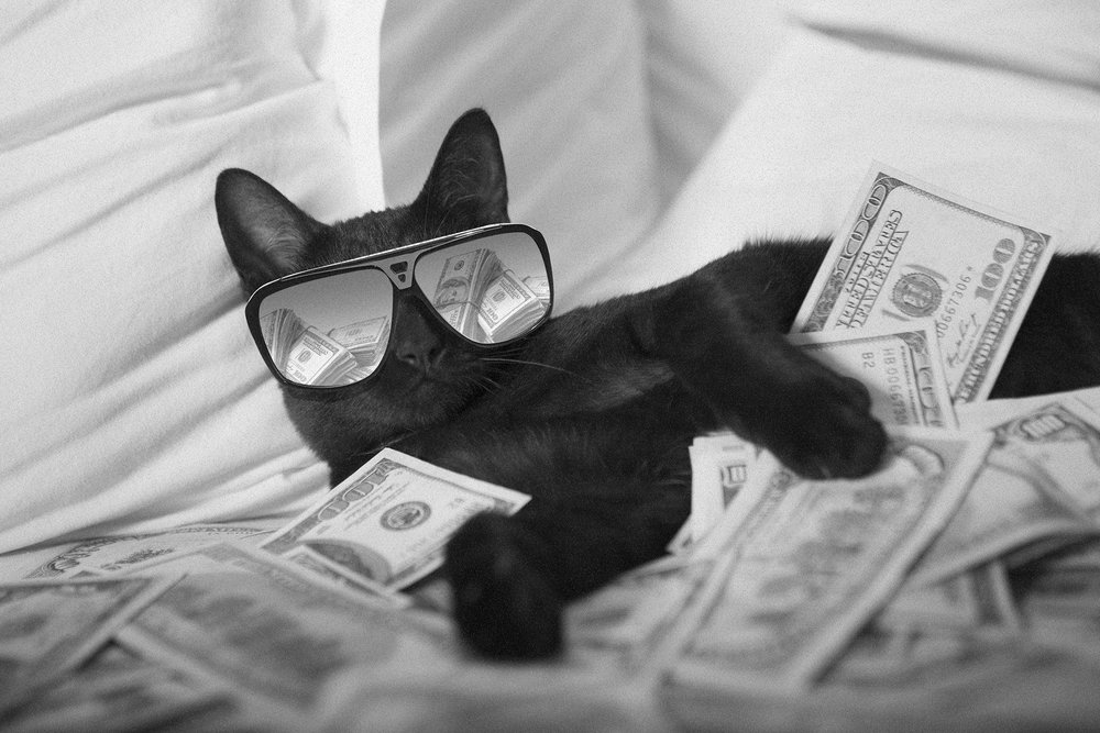 cat with money