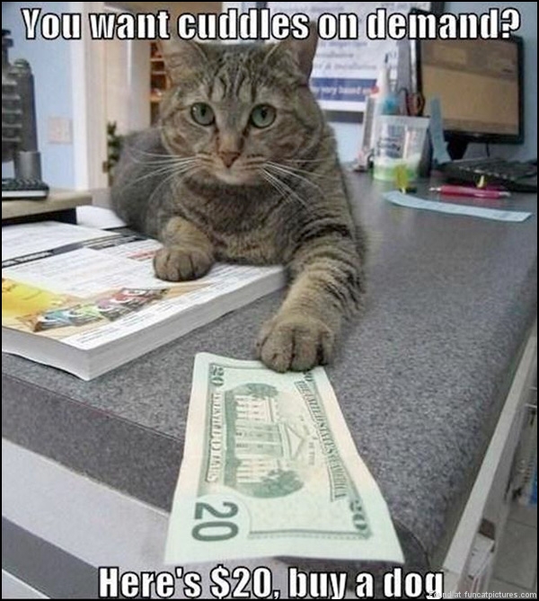 money cat meme